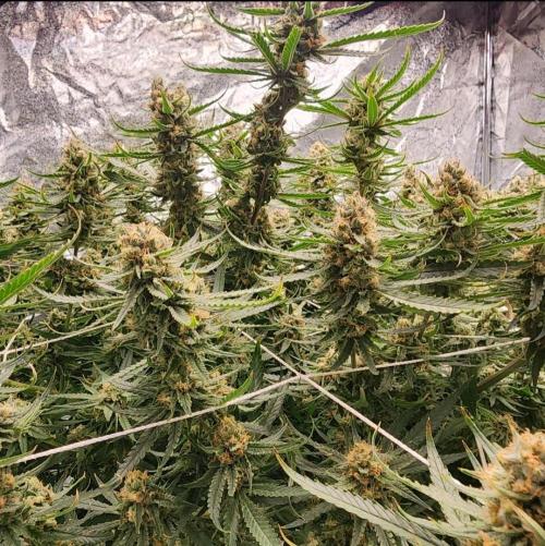 Earlier Blue Dream structure before full flower set